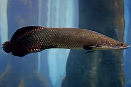 Kinh ngạc thú chơi thủy quái khổng lồ Amazon ở Việt Nam