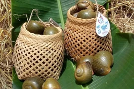 Kỳ lạ con vật ưa ngửi khói, uống sữa