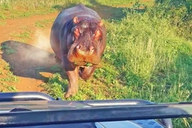 Bị Hà mã hung dữ tấn công, khách đi săn mặt tái dại