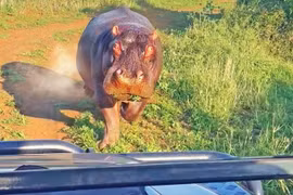 Bị Hà mã hung dữ tấn công, khách đi săn mặt tái dại