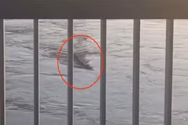 Thực hư 'quái vật ăn thịt người' trong hồ ở Trung Quốc