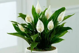 Nhà có 4 loại hoa này không phú quý ắt gặp may