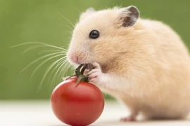 Chạy Trời không thoát, 3 con giáp giàu nhất tháng 3 Âm