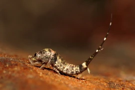 Loài vật cổ như “hóa thạch sống”, nhà nào ở Việt Nam cũng có