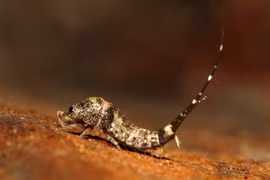 Loài vật cổ như “hóa thạch sống”, nhà nào ở Việt Nam cũng có