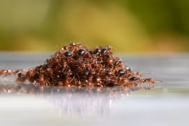 Sự thật kinh ngạc về loài vật có dân số 20 triệu tỷ con