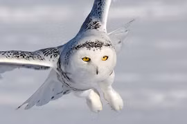 Năng lực siêu phàm của loài chim săn mồi nổi tiếng nhất Bắc Cực