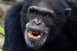 Sốc nặng về loài động vật giống con người đến 99%