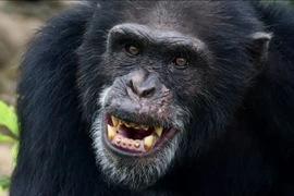 Sốc nặng về loài động vật giống con người đến 99%