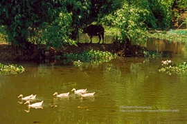 Khung cảnh tươi đẹp của Ninh Bình năm 1998 qua ống kính Tây 