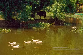 Khung cảnh tươi đẹp của Ninh Bình năm 1998 qua ống kính Tây 