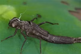 Bậc thầy diệt muỗi bị bắt số lượng lớn làm món ngon