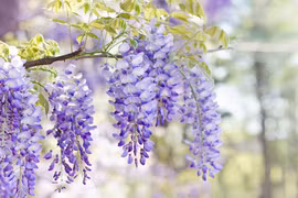 8 loài cây xua điềm xui, mang bình an, may mắn