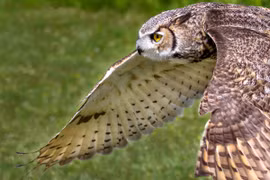 Năng lực khó tin của loài cú bự nhất thế giới: Săn cả hươu