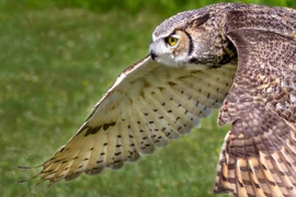 Năng lực khó tin của loài cú bự nhất thế giới: Săn cả hươu