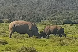 Trận chiến “long trời lở đất” giữa tê giác và trâu rừng châu Phi