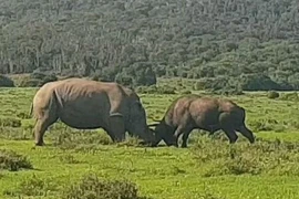 Trận chiến “long trời lở đất” giữa tê giác và trâu rừng châu Phi