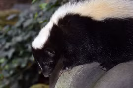 Sự thật thú vị về động vật 'bốc mùi' nhất quả đất