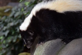 Sự thật thú vị về động vật 'bốc mùi' nhất quả đất