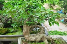 Con giáp nào thích hợp trồng sung, rước tài lộc, may mắn?