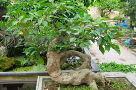 Con giáp nào thích hợp trồng sung, rước tài lộc, may mắn?