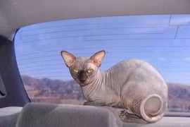 Tận mục giống mèo nhăn nhúm như vừa chui ra từ máy giặt