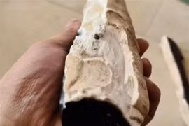 Một nơi ở Việt Nam sở hữu loại gỗ quý hơn kim cương