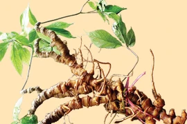 Khám phá sản vật huyền thoại của vùng núi Nam Trà My