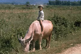 Ảnh đẹp về những chú trâu ở Việt Nam năm 1992