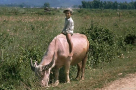 Ảnh đẹp về những chú trâu ở Việt Nam năm 1992