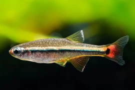 Loài cá cảnh được phát hiện ở Quảng Trị năm 2001, triệu người tìm mua