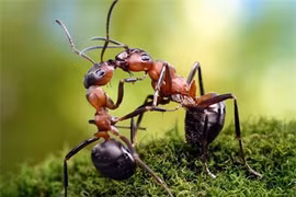 Loài kiến có quy tắc giao thông trên cả tuyệt vời