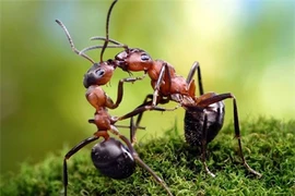 Loài kiến có quy tắc giao thông trên cả tuyệt vời