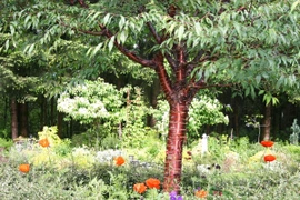  Chùm ảnh cây Anh đào Tây Tạng nổi tiếng 