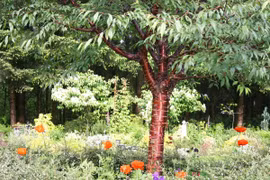  Chùm ảnh cây Anh đào Tây Tạng nổi tiếng 