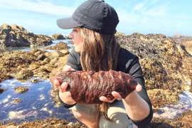 Kỳ lạ loài động vật trông như miếng thịt di động