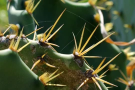 15 điều kỳ thú ít người biết về các loài cây xương rồng