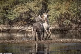 Giành bạn tình, đôi ngựa hoang kịch chiến khốc liệt 