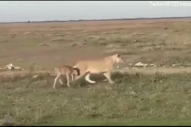 Video: Sư tử cái chăm sóc vào bảo vệ linh dương đầu bò như con đẻ