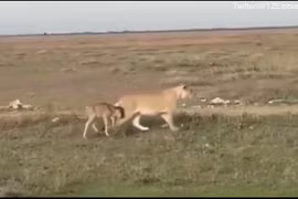 Video: Sư tử cái chăm sóc vào bảo vệ linh dương đầu bò như con đẻ