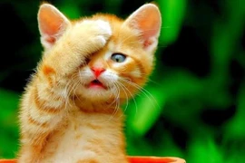 Ba tuổi gặp thời đổi vận, tiền bạc khởi sắc nhất tháng 9 âm