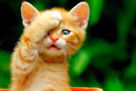 Ba tuổi gặp thời đổi vận, tiền bạc khởi sắc nhất tháng 9 âm