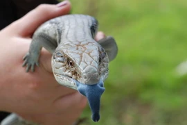 Những loài thằn lằn bóng có ngoại hình và tập tính rất ấn tượng