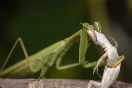 Sự thật khó tin về loài côn trùng săn mồi khét tiếng nhất