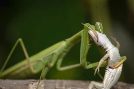 Sự thật khó tin về loài côn trùng săn mồi khét tiếng nhất