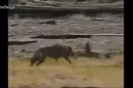 Video: Gấu xám một mình tử chiến với bầy sói dữ 