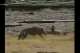 Video: Gấu xám một mình tử chiến với bầy sói dữ 