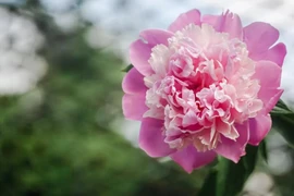 Người sinh tháng Âm lịch này tiền bạc dư dả, giàu nứt đố năm 2024