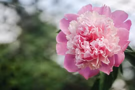 Người sinh tháng Âm lịch này tiền bạc dư dả, giàu nứt đố năm 2024