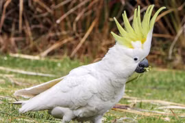 Chiêm ngưỡng những loài vẹt độc đáo nhất thế giới